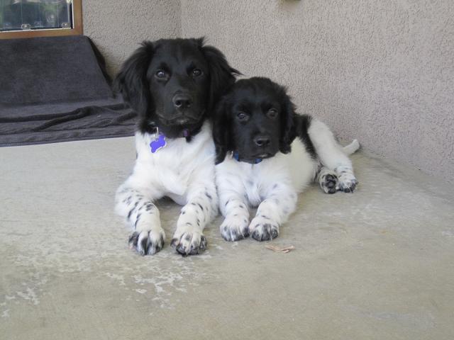 Stabyhoun.nl Stabyhoun.nl