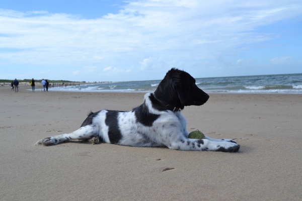 Stabyhoun.nl Stabyhoun.nl