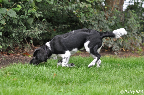 Stabyhoun.nl Stabyhoun.nl