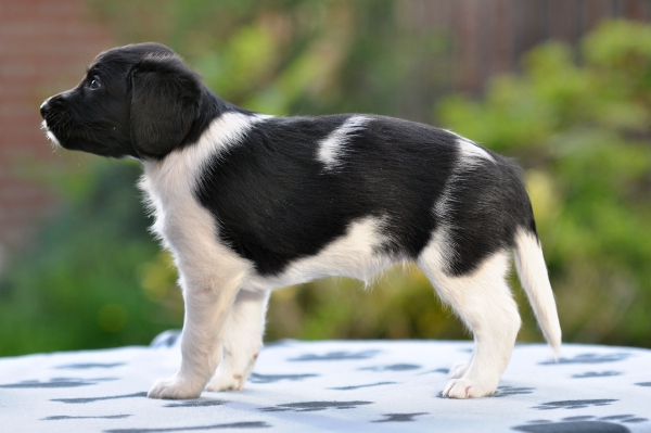 Stabyhoun.nl Stabyhoun.nl