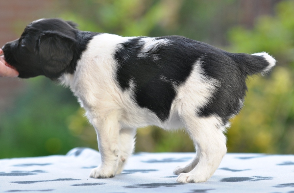 Stabyhoun.nl Stabyhoun.nl