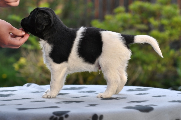 Stabyhoun.nl Stabyhoun.nl