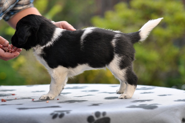 Stabyhoun.nl Stabyhoun.nl