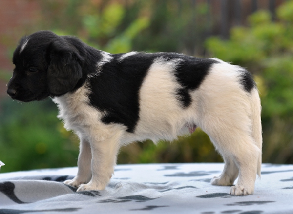 Stabyhoun.nl Stabyhoun.nl