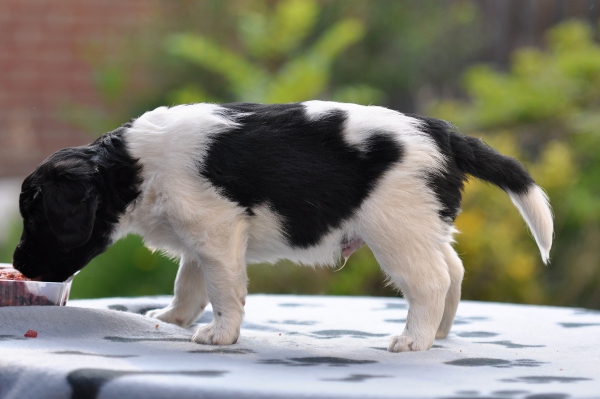 Stabyhoun.nl Stabyhoun.nl