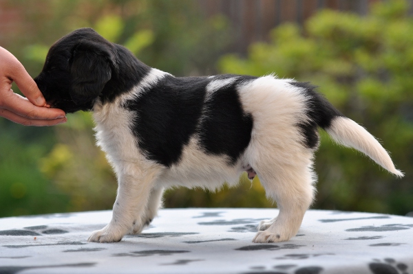 Stabyhoun.nl Stabyhoun.nl