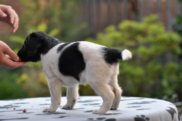 Stabyhoun.nl Stabyhoun.nl