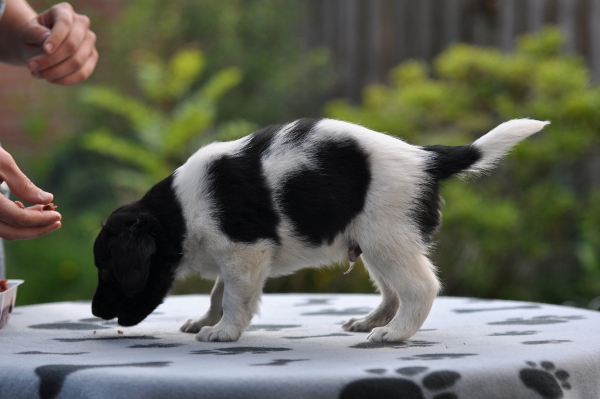 Stabyhoun.nl Stabyhoun.nl