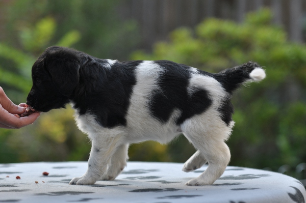 Stabyhoun.nl Stabyhoun.nl