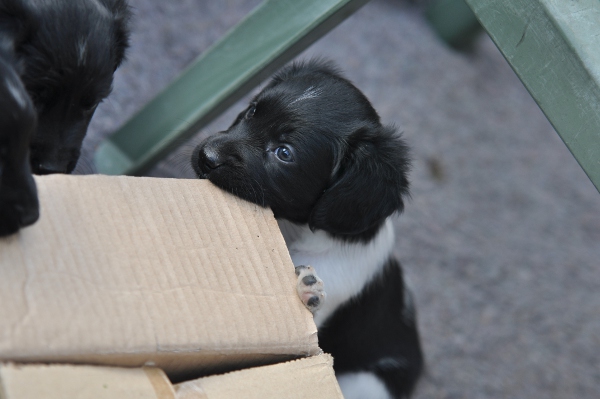 Stabyhoun.nl Stabyhoun.nl