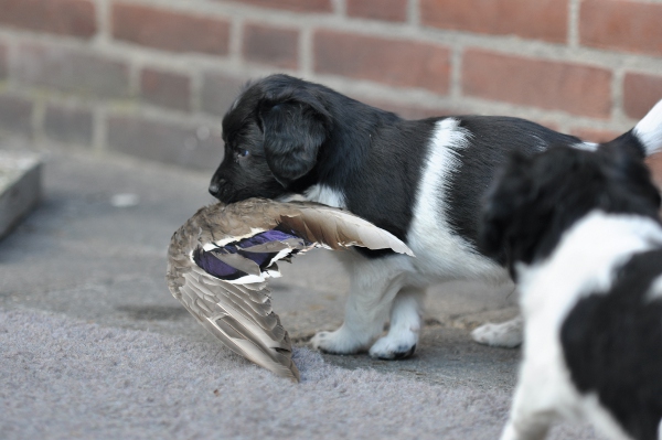 Stabyhoun.nl Stabyhoun.nl