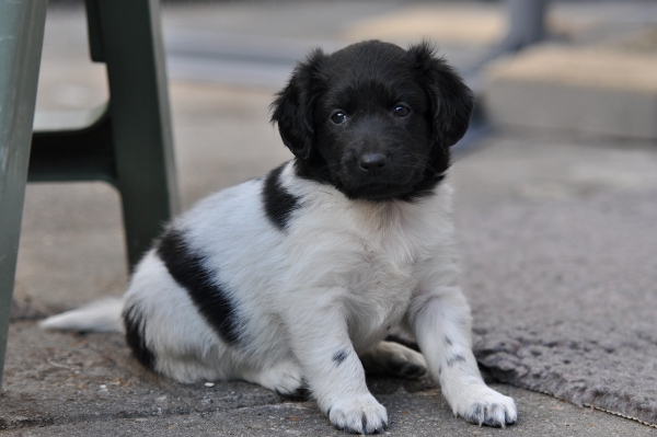 Stabyhoun.nl Stabyhoun.nl