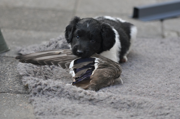 Stabyhoun.nl Stabyhoun.nl