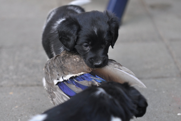 Stabyhoun.nl Stabyhoun.nl