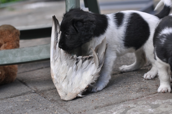 Stabyhoun.nl Stabyhoun.nl