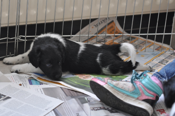 Stabyhoun.nl Stabyhoun.nl