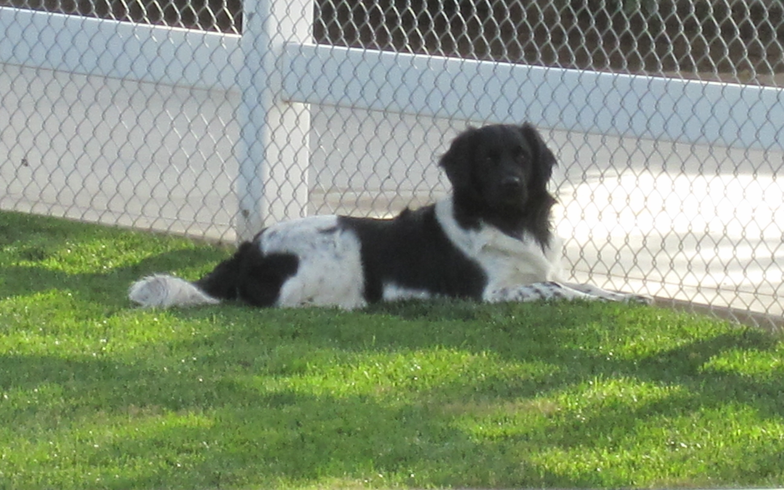 Stabyhoun.nl Stabyhoun.nl