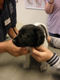 Stabyhoun.nl Stabyhoun.nl