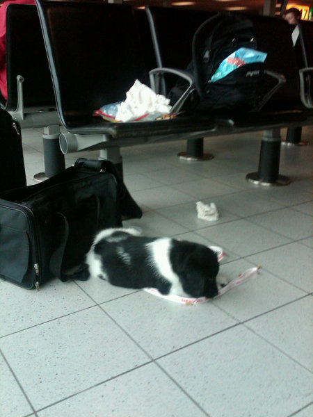 Stabyhoun.nl Stabyhoun.nl