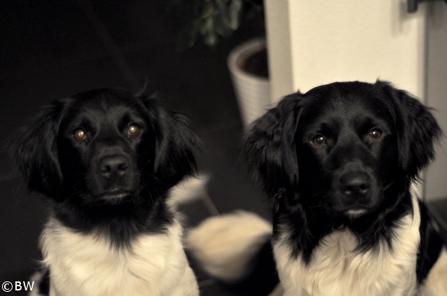 Stabyhoun.nl Stabyhoun.nl