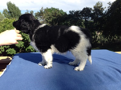 Stabyhoun.nl Stabyhoun.nl