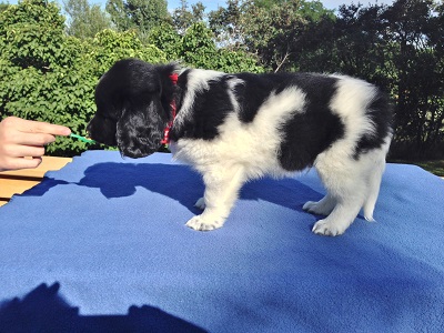 Stabyhoun.nl Stabyhoun.nl