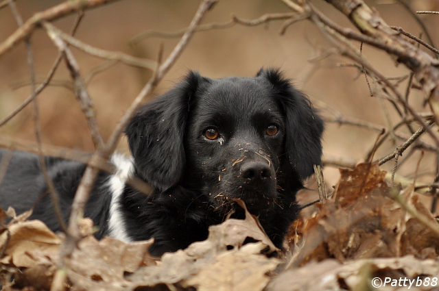 Stabyhoun.nl Stabyhoun.nl