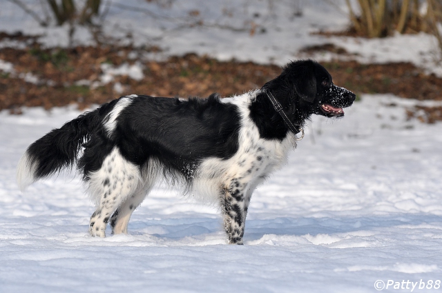 Stabyhoun.nl Stabyhoun.nl