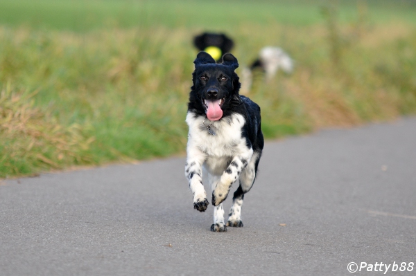 Stabyhoun.nl Stabyhoun.nl