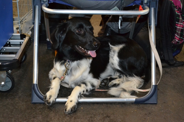 Stabyhoun.nl Stabyhoun.nl