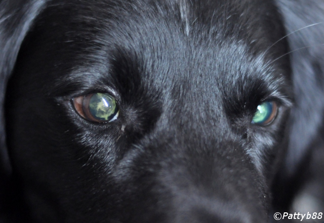 Stabyhoun.nl Stabyhoun.nl