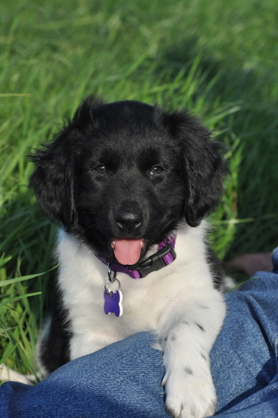 Stabyhoun.nl Stabyhoun.nl