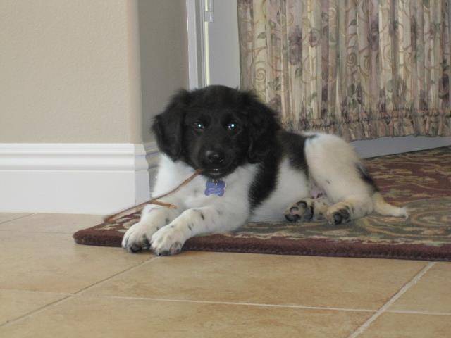 Stabyhoun.nl Stabyhoun.nl