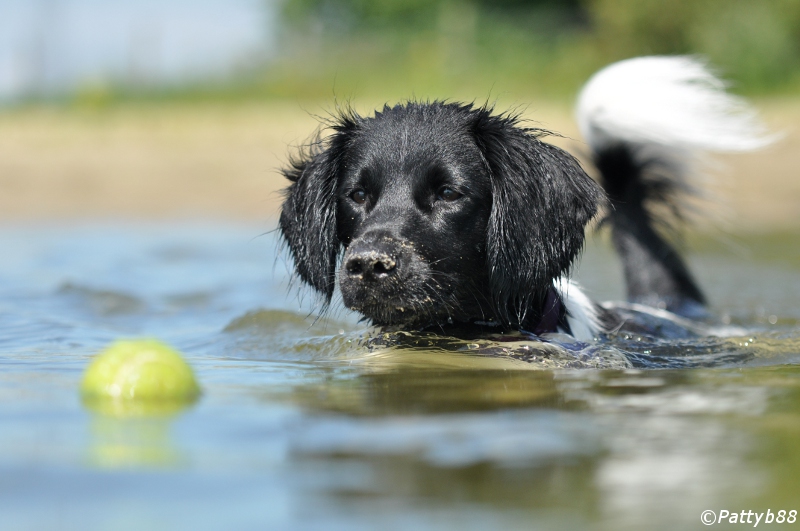 Stabyhoun.nl Stabyhoun.nl