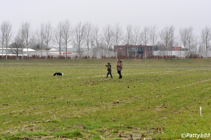 Stabyhoun.nl Stabyhoun.nl