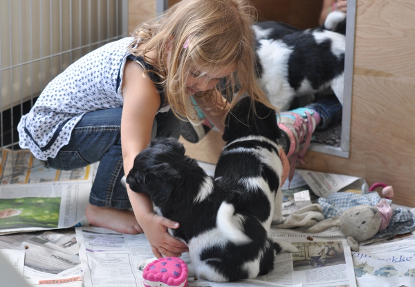 Stabyhoun.nl Stabyhoun.nl