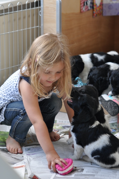 Stabyhoun.nl Stabyhoun.nl