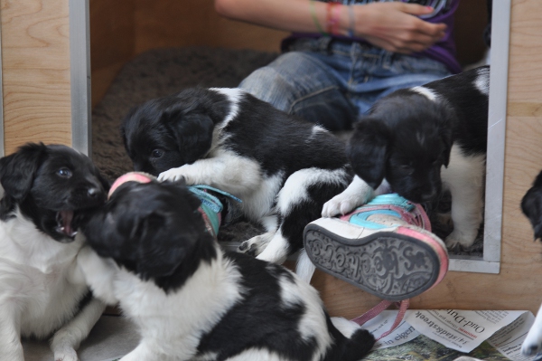 Stabyhoun.nl Stabyhoun.nl