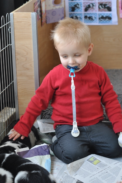 Stabyhoun.nl Stabyhoun.nl