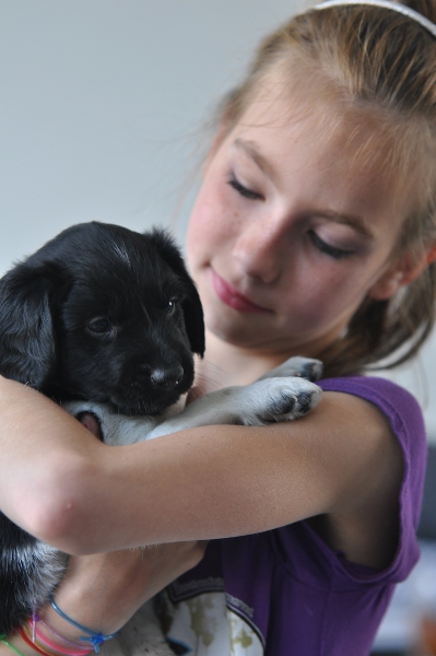 Stabyhoun.nl Stabyhoun.nl