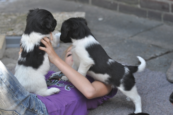 Stabyhoun.nl Stabyhoun.nl