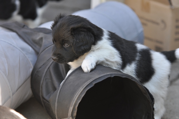 Stabyhoun.nl Stabyhoun.nl