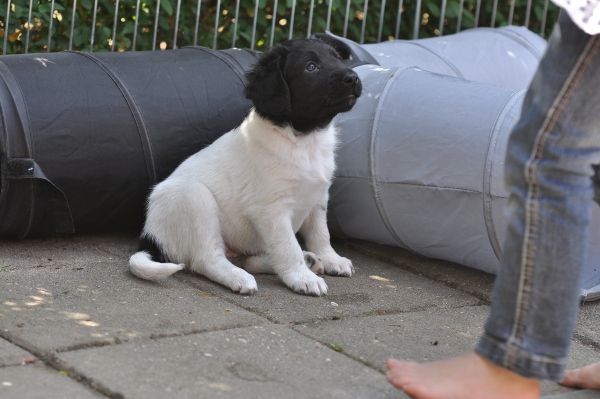 Stabyhoun.nl Stabyhoun.nl