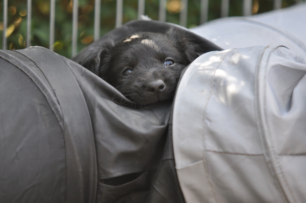 Stabyhoun.nl Stabyhoun.nl