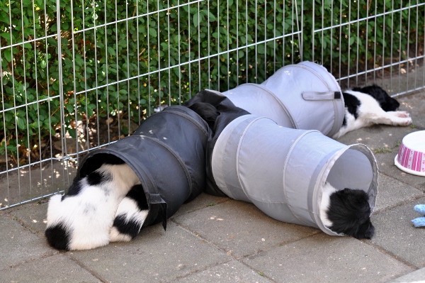 Stabyhoun.nl Stabyhoun.nl