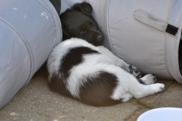 Stabyhoun.nl Stabyhoun.nl