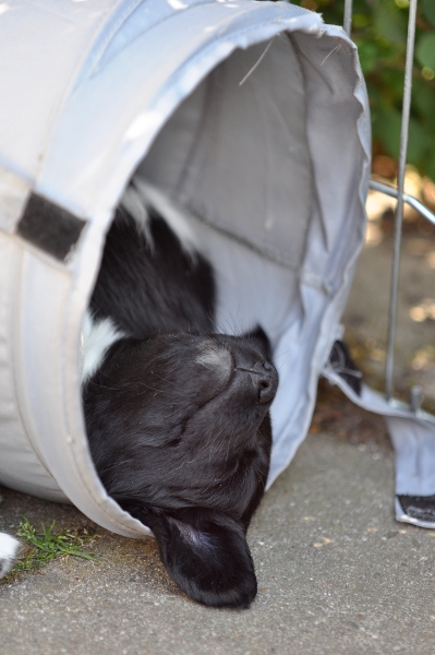 Stabyhoun.nl Stabyhoun.nl