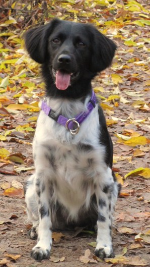 Stabyhoun.nl Stabyhoun.nl