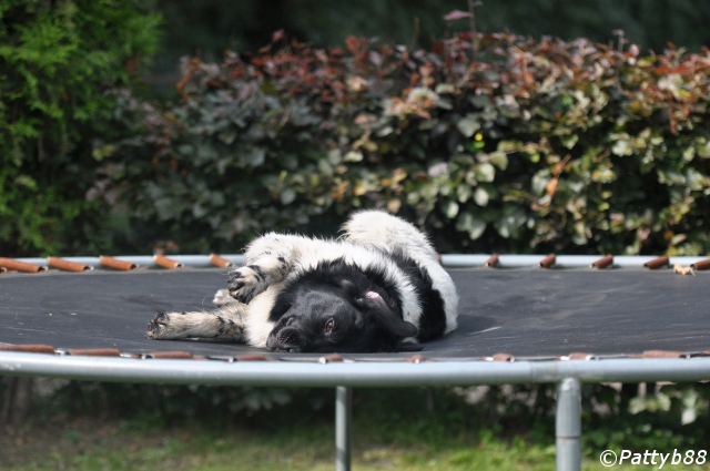 Stabyhoun.nl Stabyhoun.nl