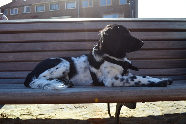 Stabyhoun.nl Stabyhoun.nl